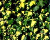 ivy