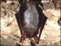 Bat