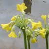 Primula florindae