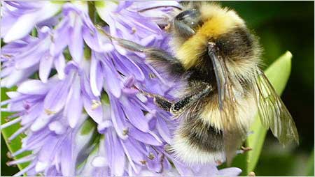 Bumblebee on hebe c/o Annabelle Tipper
