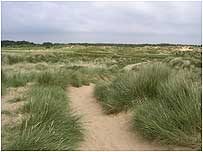 Formby dunes and grass