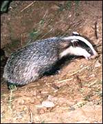 _1109309_badger_bbc_150.jpg