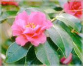 water camelia