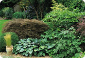 Japanese maple, hostas, fatsi