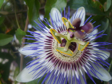 Passion Flower