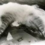 Temperatures go down well below freezing in Iceland