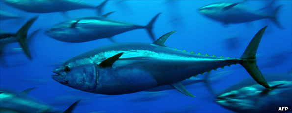 Bluefin tuna fish