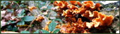 Fungi growing on a log in Staffordshire