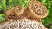 Dryads Saddle by Andrew aka Panda on Flickr
