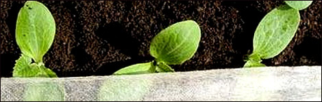 Horticultural fleece