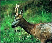 Roe Deer
