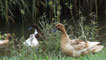 Ducks at Goldcliff village. 