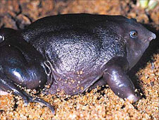Squat purple burrowing frog