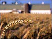 Wheat in a field