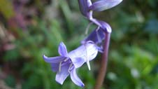 bluebell_joysaphine.jpg