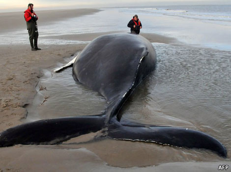 A stranded whale on a beach