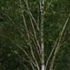 Betula utilis