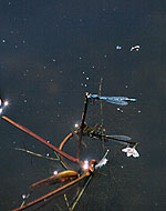 Dragonfly and Blue Damsel Fly