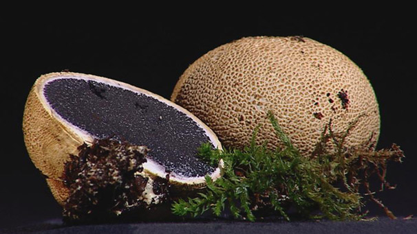 earthballs (Sclerderma citrinum)