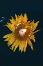 Sunflower River Glow