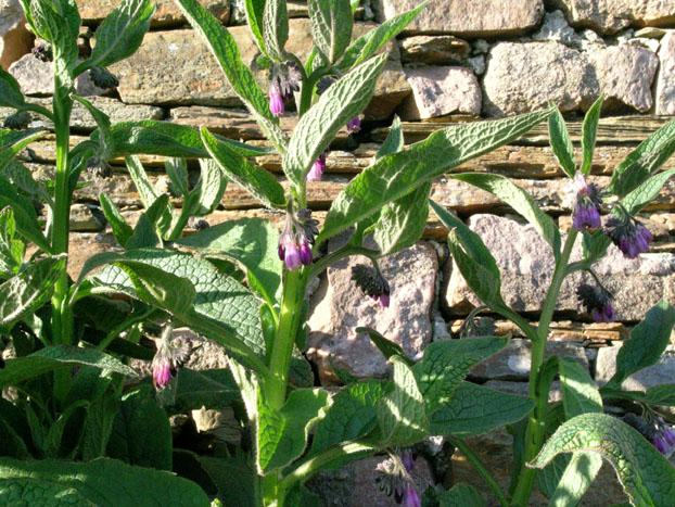 Comfrey
