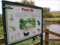 Pond life at Guisborough Forest and Walkway