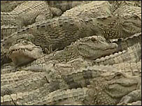 Crocodilo chinês