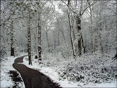 Snow a Norsey Woods