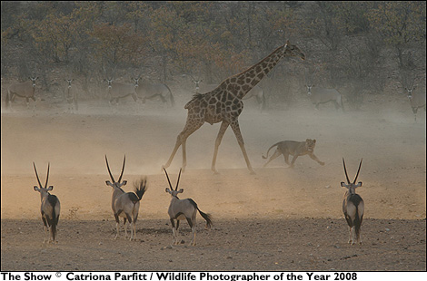 The Show © Catriona Parfitt / Wildlife Photographer of the Year 2008