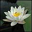 Water lily