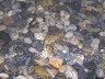 unst pebbles