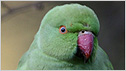 Parakeet