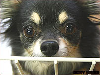 A dog in a cage