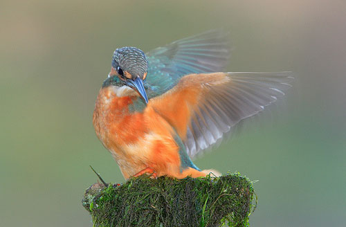 Kingfisher by Lyndon Parkinson