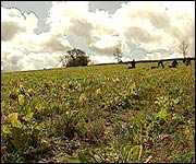 Organic fields in Devon