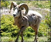 دپسونوټوخی