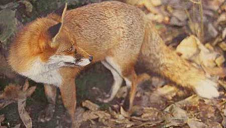 Fox c/o RSPB images Robert Glendell