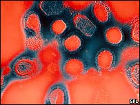 Virus chřipky