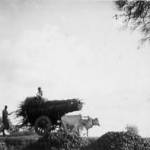 In 1942 India awaited , virtually unchanged. This was a typical scene on the Saugor to Jhansi road, central India.The bullock cart had not changed because it was perfect for the job it had to do.