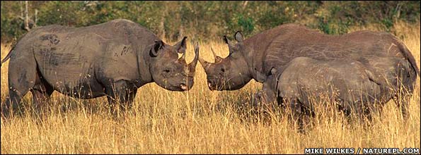 Black rhinos