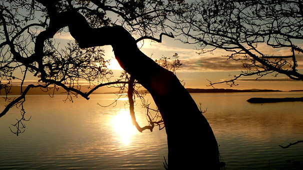 Tree starkly silhouetted against coastal sunset