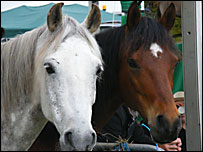 Horses on show