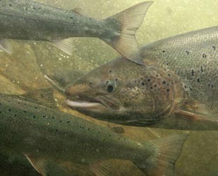 Atlantic Salmon from the Nature Picture Library