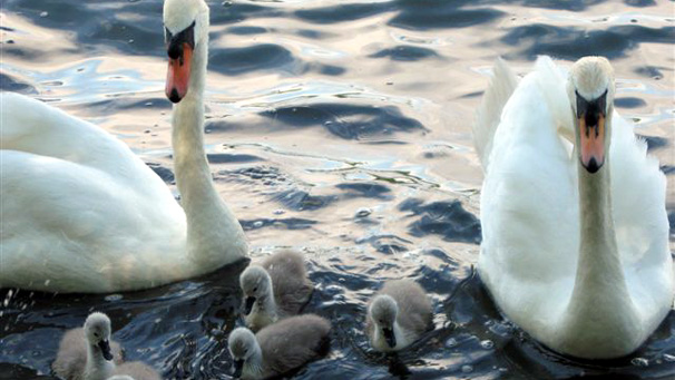 This family of swans was seen at Linlithgow Loch by David Coffield from Edinburgh.