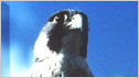 Peregrine Falcon