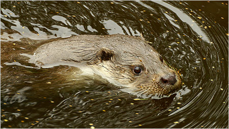 Otter c/o Kevin O'Hara
