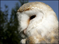 A Barn Owl at the Newbury Show (C) Jason Ball