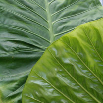 Alocasia 'Calidora'