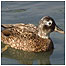Laysan Teal