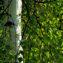Betula pendula